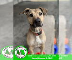 Small Black Mouth Cur Mix