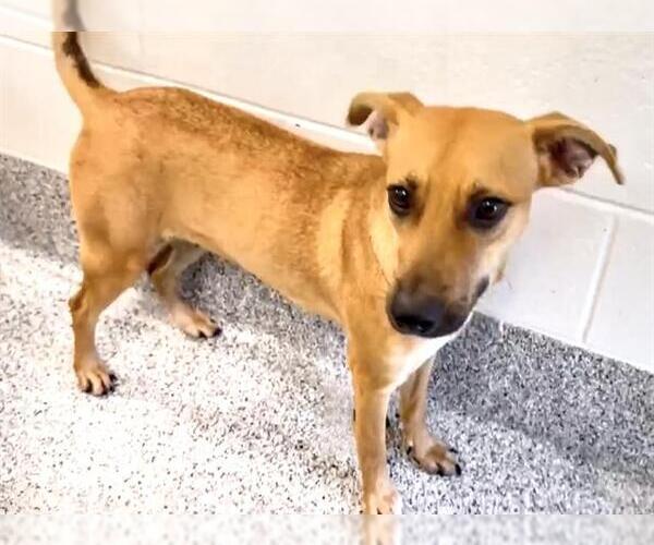 Medium Photo #2 Black Mouth Cur-Unknown Mix Puppy For Sale in Houston, TX, USA