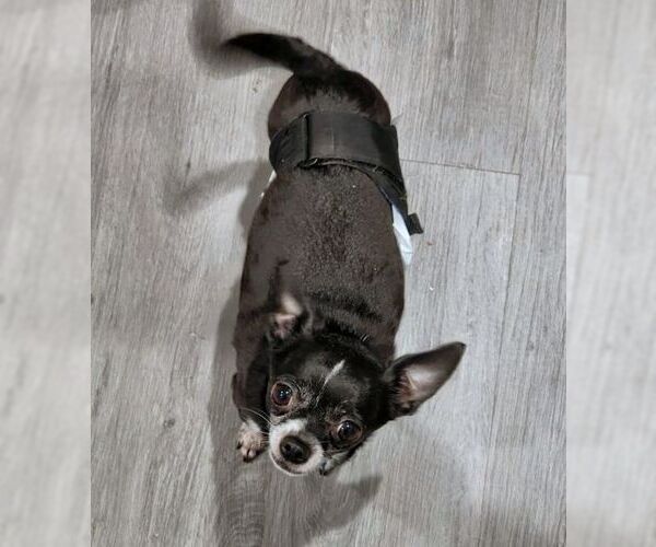 Medium Photo #7 Chihuahua Puppy For Sale in Tustin, CA, USA