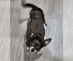 Small #6 Chihuahua