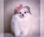 Puppy Cammie Pomeranian