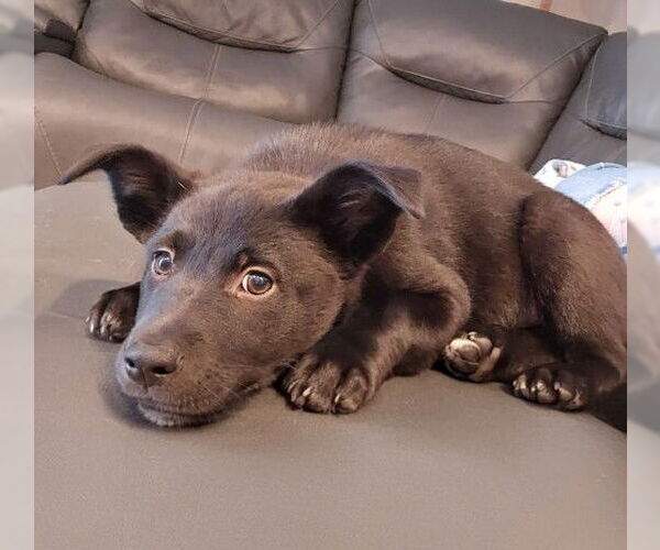 Medium Photo #1 Labrador Retriever-Unknown Mix Puppy For Sale in Genesee, WI, USA