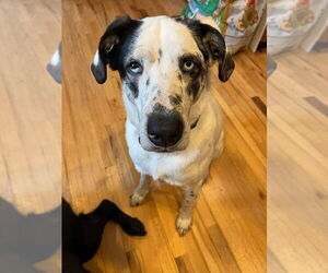 BISCUIT - Male Great Pyrenees-Unknown Mix Dog for Adoption - Photo #4