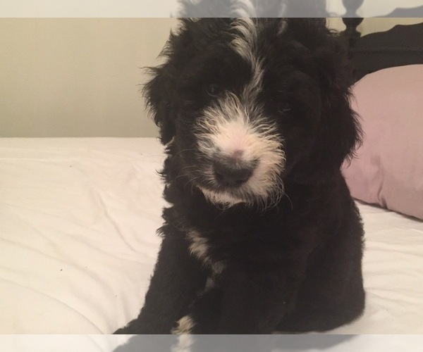 Medium Photo #1 F2 Aussiedoodle Puppy For Sale in POWELL, TN, USA