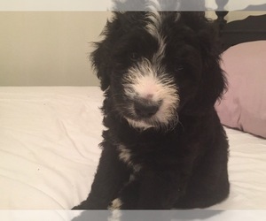 F2 Aussiedoodle Puppy for sale in POWELL, TN, USA