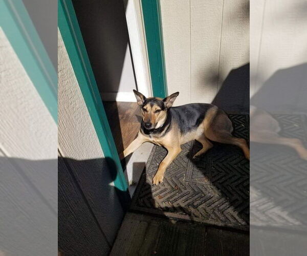 Medium Photo #1 Mutt Puppy For Sale in New York, NY, USA