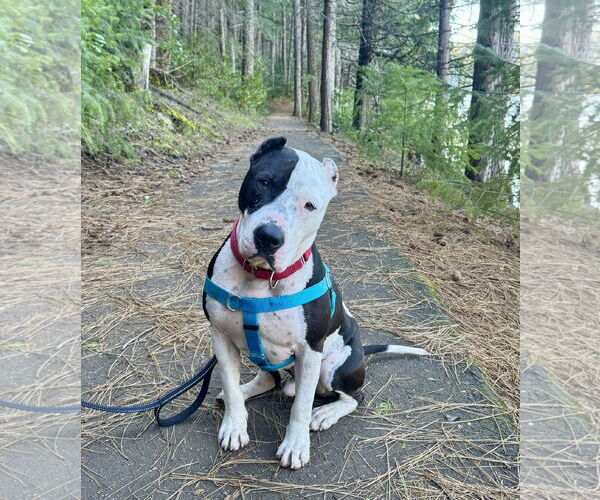 Medium Photo #1 American Pit Bull Terrier Puppy For Sale in Berkeley, CA, USA