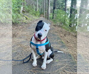 American Pit Bull Terrier Dogs for adoption in Berkeley, CA, USA