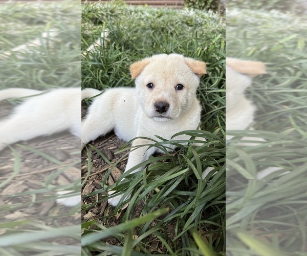 Medium Photo #37 Shiba Inu Puppy For Sale in NEW ATHENS, IL, USA