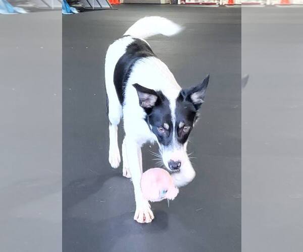 Medium Photo #25 Border Collie Puppy For Sale in Highland, IL, USA