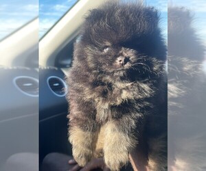 Pomeranian Puppy for sale in LEHIGH ACRES, FL, USA