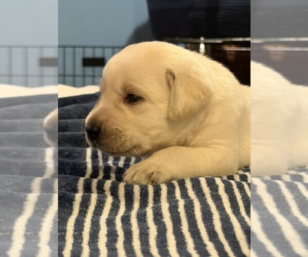 Medium Photo #3 Labrador Retriever Puppy For Sale in HAMPSTEAD, NC, USA