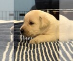 Small #2 Labrador Retriever