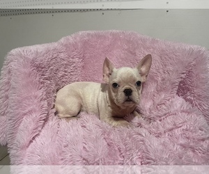 French Bulldog Puppy for sale in BOSTON, MA, USA