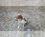 Small Photo #1 Brittany Puppy For Sale in FORT MC COY, FL, USA