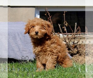 Goldendoodle (Miniature) Puppy for sale in AIRVILLE, PA, USA