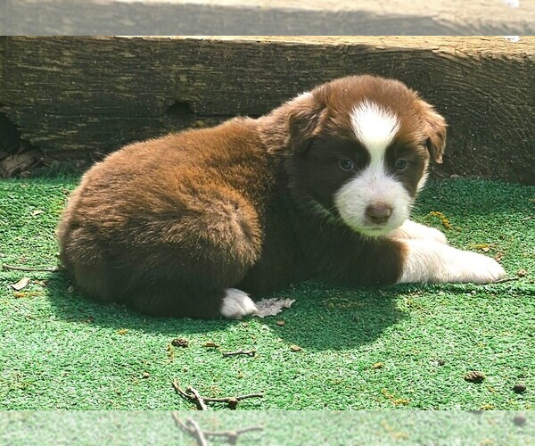 Medium Photo #4 Australian Shepherd Puppy For Sale in NELSON, VA, USA
