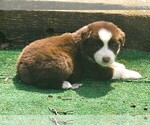 Small #3 Australian Shepherd