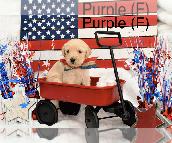 Medium Photo #2 Labradoodle Puppy For Sale in HEMET, CA, USA