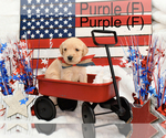 Small Photo #2 Labradoodle Puppy For Sale in HEMET, CA, USA