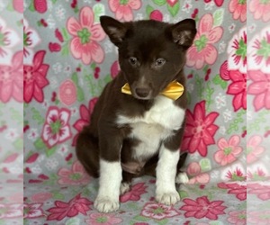 Border Collie-Pomsky Mix Puppy for sale in LANCASTER, PA, USA
