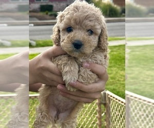 Medium Cavapoo (Miniature)