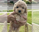 Puppy Puppy 1 Cavapoo (Miniature)