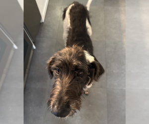 Denver - Male Poodle (Standard)-Unknown Mix Dog for Adoption - Photo #3