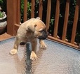 Small Photo #1 Cane Corso Puppy For Sale in CHARLOTTE, NC, USA
