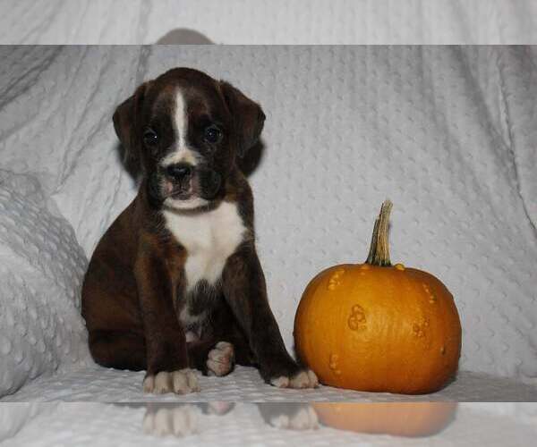 Medium Photo #3 Boxer Puppy For Sale in SHIPSHEWANA, IN, USA