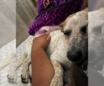 Small Photo #9 Jack Russell Terrier Puppy For Sale in Oakhurst, NJ, USA