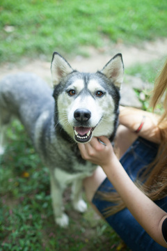 Medium Photo #1 Siberian Husky Puppy For Sale in MORGANTOWN, IN, USA