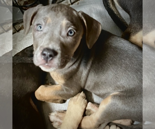 Medium Photo #6 Cane Corso-French Bulldog Mix Puppy For Sale in BIRDSBORO, PA, USA