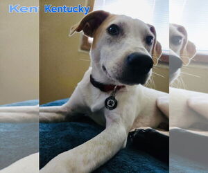 Jack Russell Terrier-Unknown Mix Dogs for adoption in Princeton, MN, USA