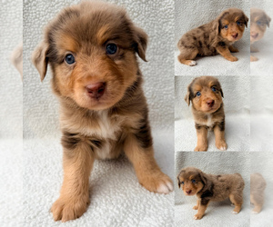 Miniature Australian Shepherd Puppy for sale in BROOKER, FL, USA