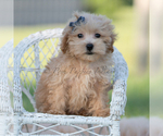 Small Photo #60 Maltipoo (Miniature) Puppy For Sale in WARSAW, IN, USA