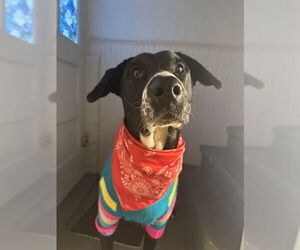 Labrador Retriever-Unknown Mix Dogs for adoption in Louisville, KY, USA