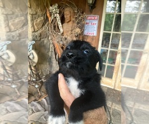 Medium Miniature Schnauzzie