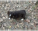 Small Photo #4 Australian Shepherd Puppy For Sale in MOSELLE, MS, USA
