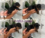 Small Photo #9 Rottweiler Puppy For Sale in FORT WORTH, TX, USA