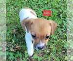 Puppy Betty Jack Russell Terrier