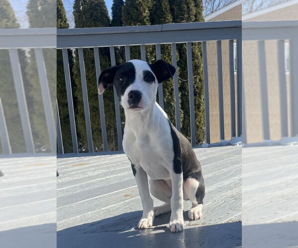 Medium Photo #10 Labrador Retriever-Unknown Mix Puppy For Sale in Brewster, NY, USA