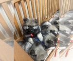 Small #8 Keeshond