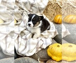 Small Photo #31 Pembroke Welsh Corgi Puppy For Sale in SOULSBYVILLE, CA, USA