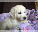 Puppy Chevelle English Cream Golden Retriever
