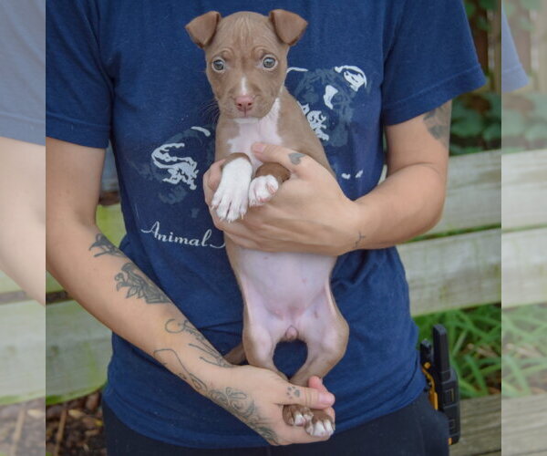 Medium Photo #3 American Staffordshire Terrier-Boxer Mix Puppy For Sale in Huntley, IL, USA