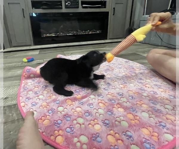 Medium Photo #22 Miniature Australian Shepherd Puppy For Sale in TERRELL, TX, USA