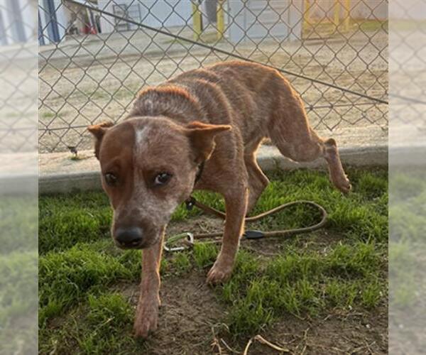 Medium Photo #1 Mutt Puppy For Sale in Bakersfield, CA, USA