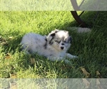 Small #4 Australian Shepherd