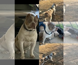 Father of the American Bully puppies born on 07/07/2026